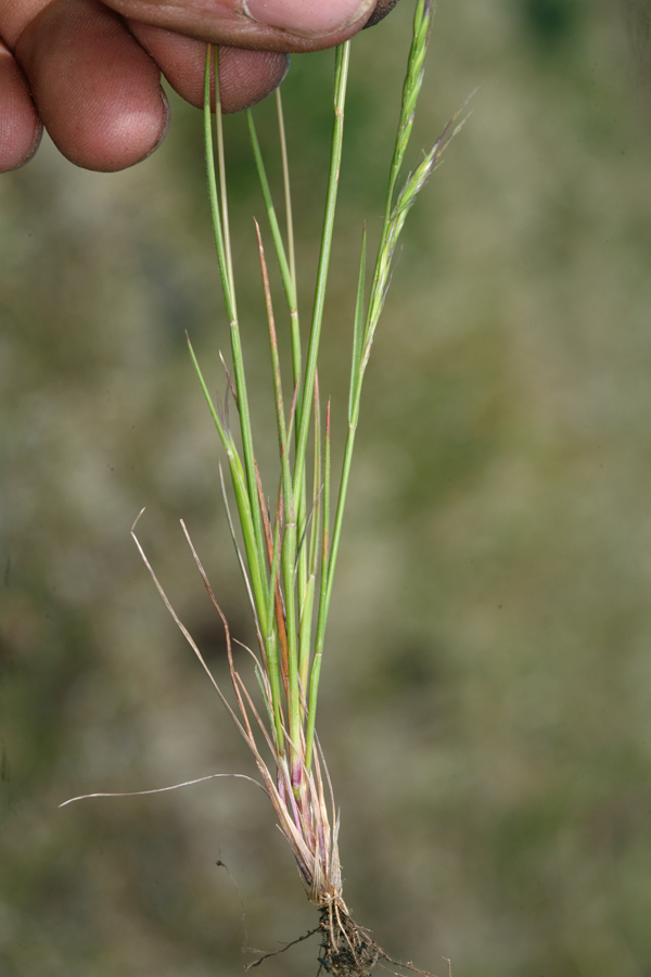 Festuca microstachys