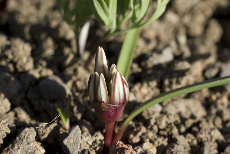 Allium obtusum var. obtusum