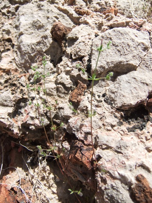 Galium proliferum Galium proliferum