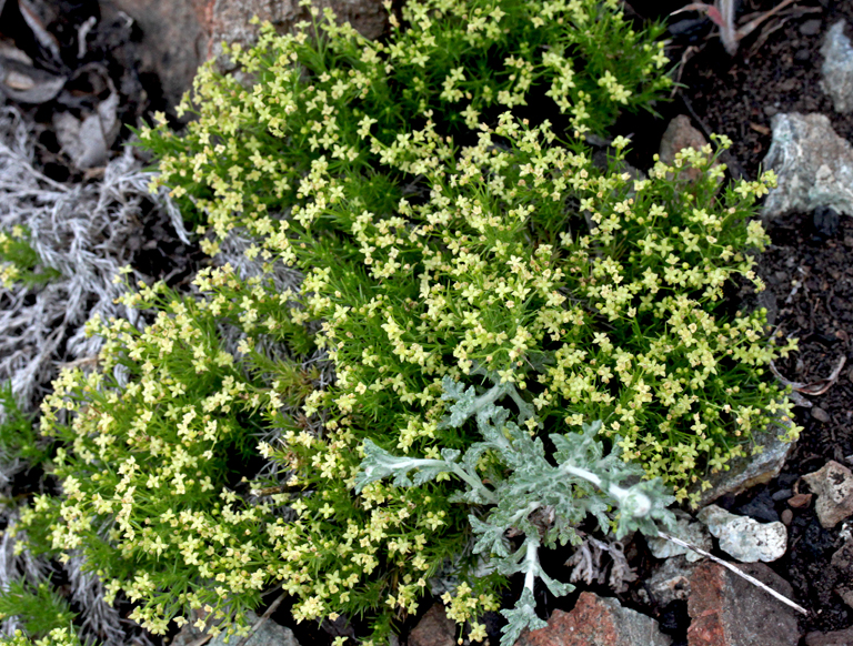 Galium andrewsii