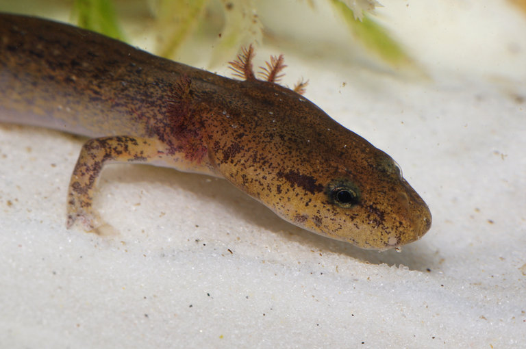 Eurycea spelaea Eurycea spelaea