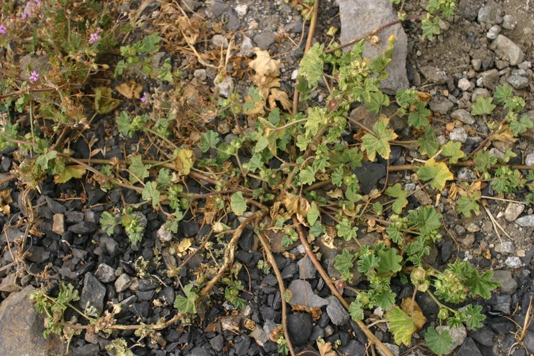 Malva parviflora Malva parviflora