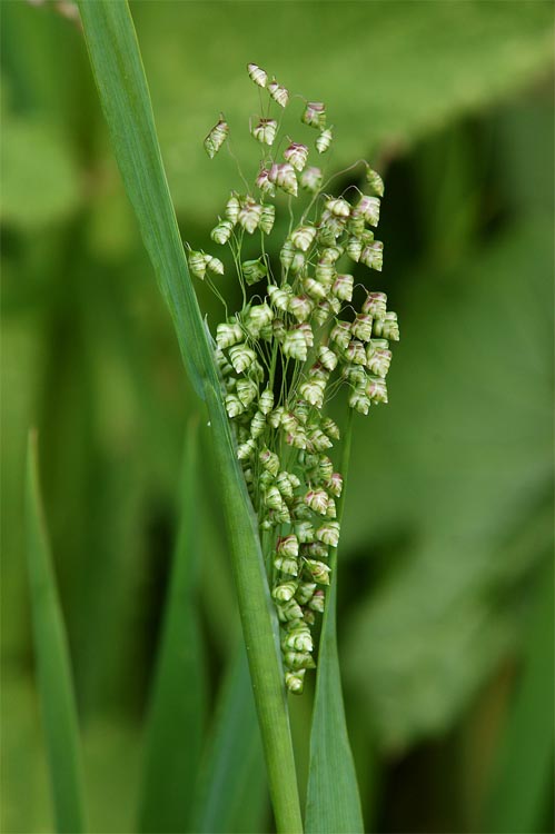 Briza minor