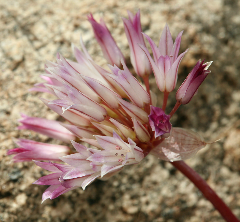 Allium atrorubens