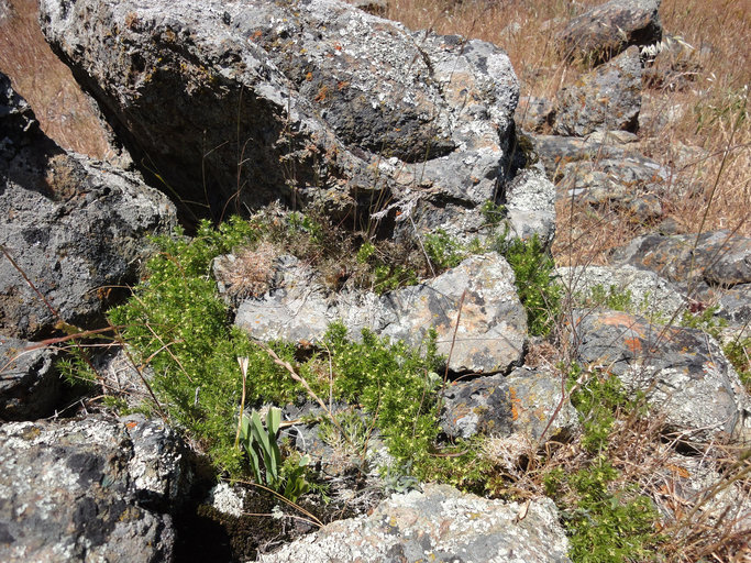 Galium andrewsii ssp. gatense Galium andrewsii ssp. gatense