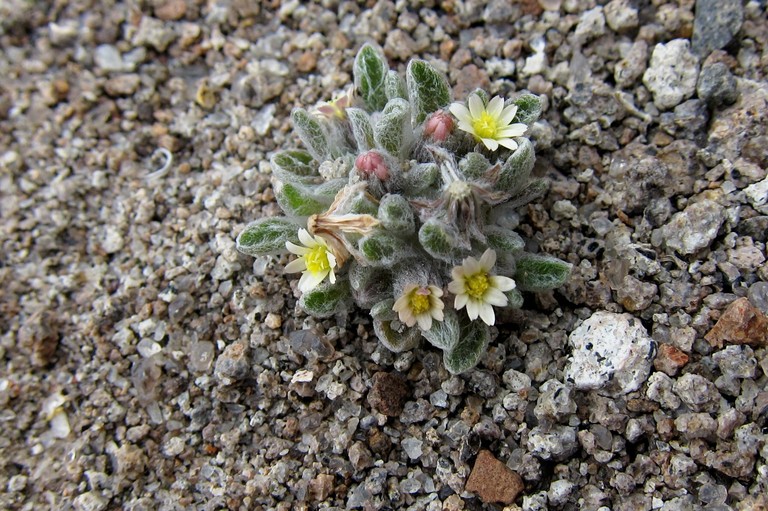 Eatonella nivea Eatonella nivea