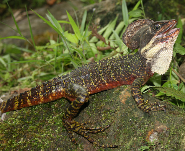 Basiliscus galeritus