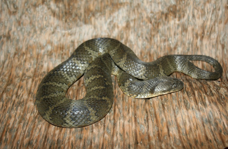 Helicops angulatus Helicops angulatus