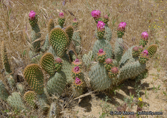 Opuntia basilaris var. treleasei
