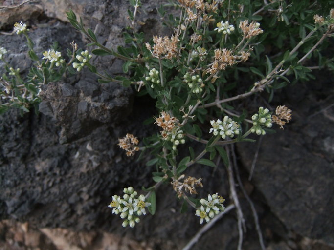 Fendlerella utahensis Fendlerella utahensis