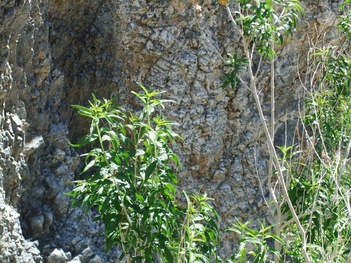 Brickellia longifolia Brickellia longifolia