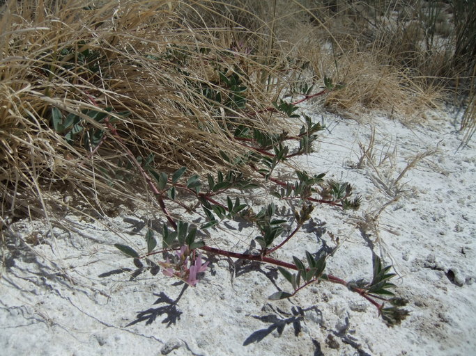 Astragalus lentiginosus var. sesquimetralis