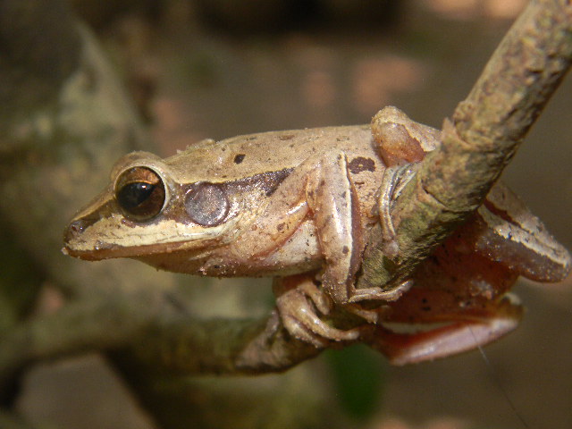 Polypedates maculatus Polypedates maculatus