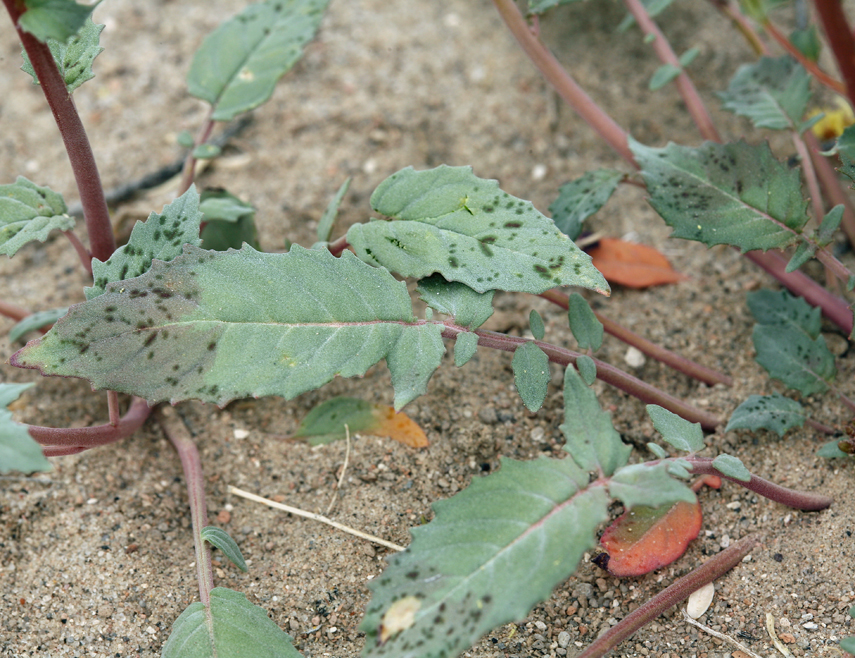 Chylismia claviformis ssp. lancifolia