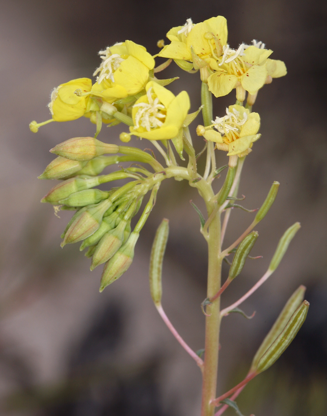 Chylismia claviformis ssp. lancifolia Chylismia claviformis ssp. lancifolia