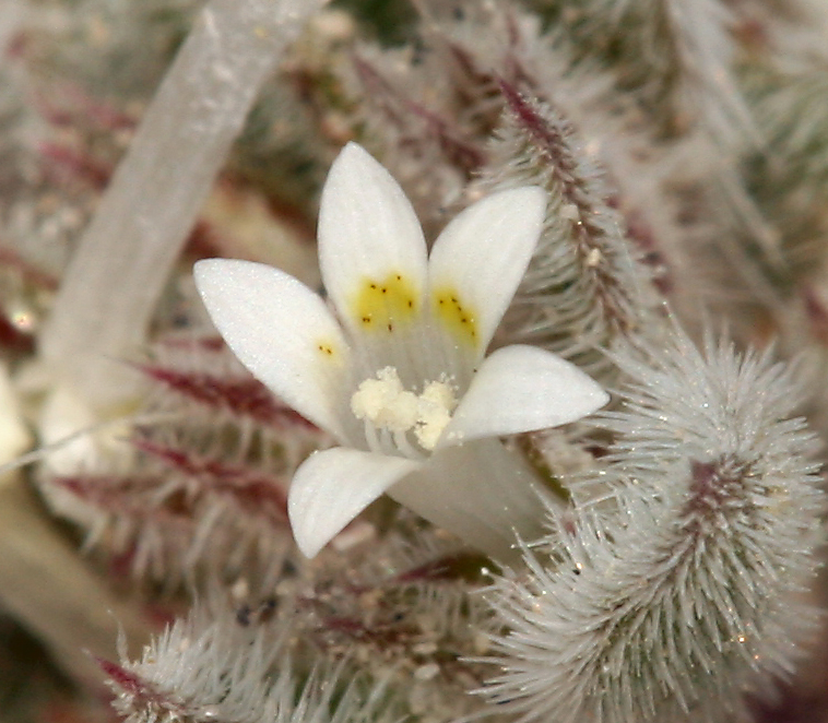 Loeseliastrum depressum