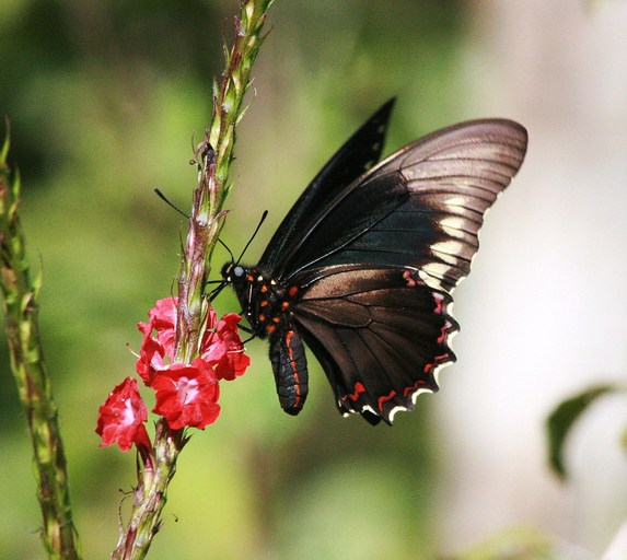 Battus polydamas