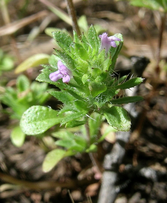 Pogogyne serpylloides