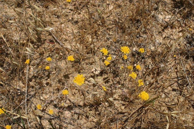 Lasthenia californica ssp. californica Lasthenia californica ssp. californica