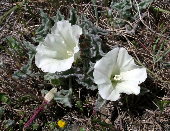 Calystegia collina ssp. collina