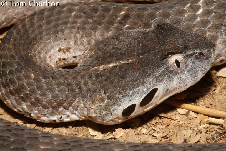 Acanthophis laevis Acanthophis laevis