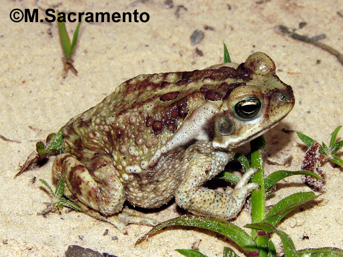 Rhinella veredas Rhinella veredas