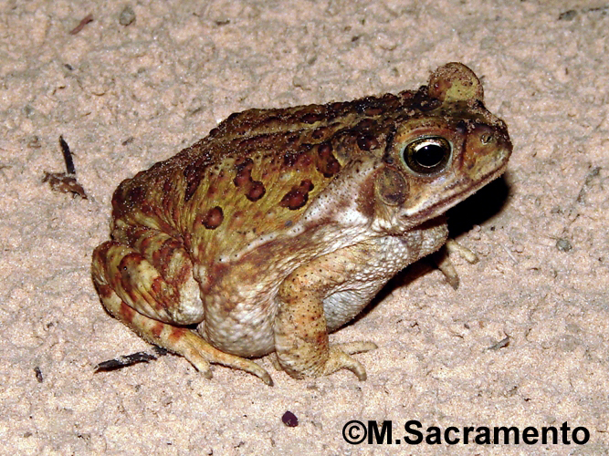 Rhinella veredas Rhinella veredas