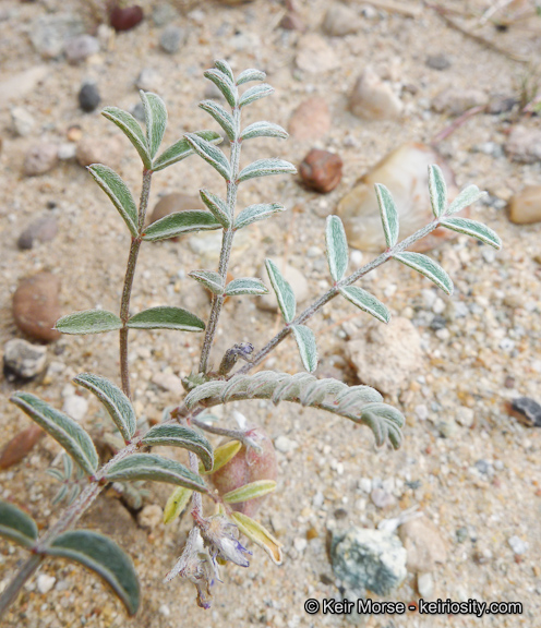 Astragalus insularis var. harwoodii
