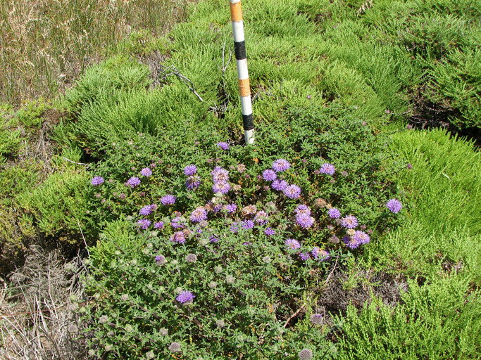 Monardella undulata ssp. arguelloensis