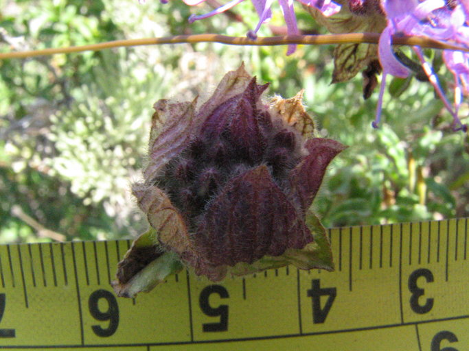 Monardella undulata ssp. arguelloensis