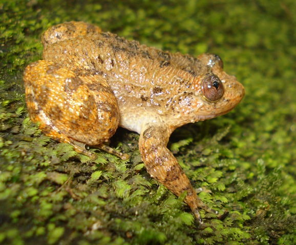 Nyctibatrachus sylvaticus