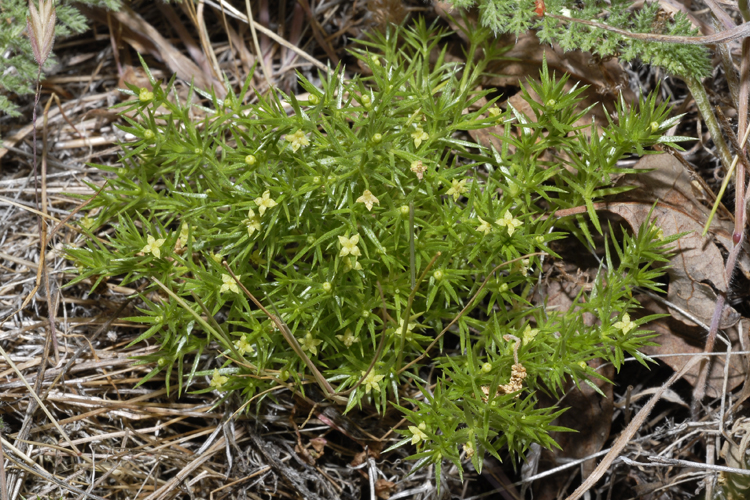 Galium andrewsii ssp. andrewsii
