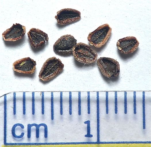 Leptosyne stillmanii