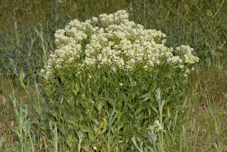 Lepidium draba