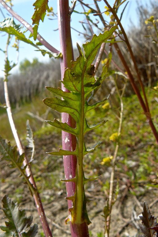 Rorippa palustris