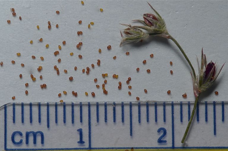 Juncus bufonius