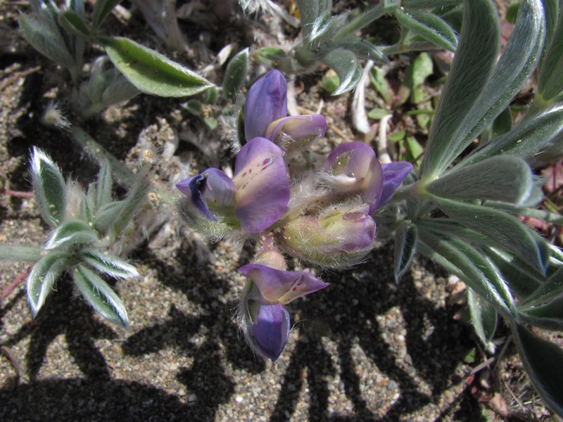 Lupinus tidestromii Lupinus tidestromii