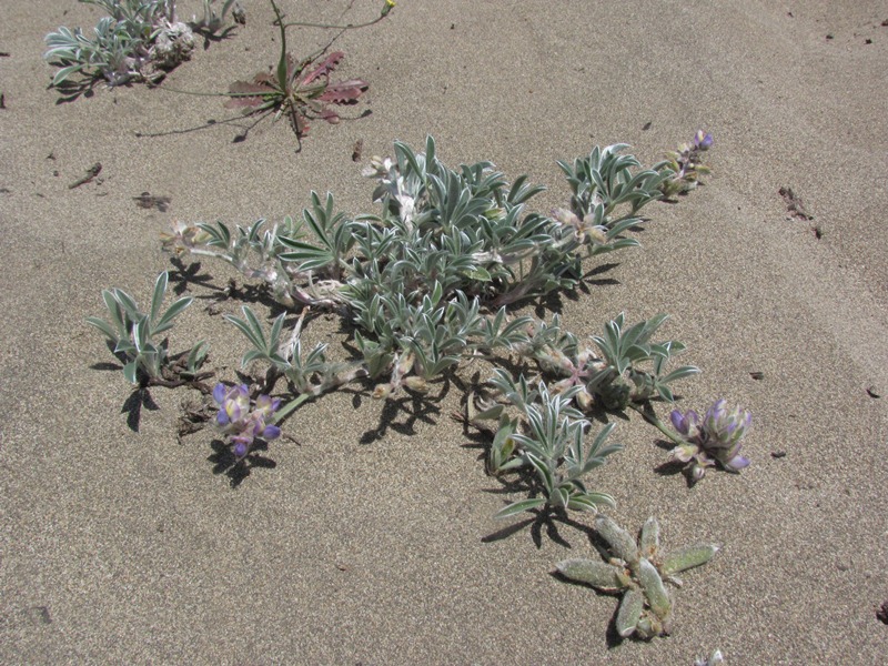 Lupinus tidestromii Lupinus tidestromii