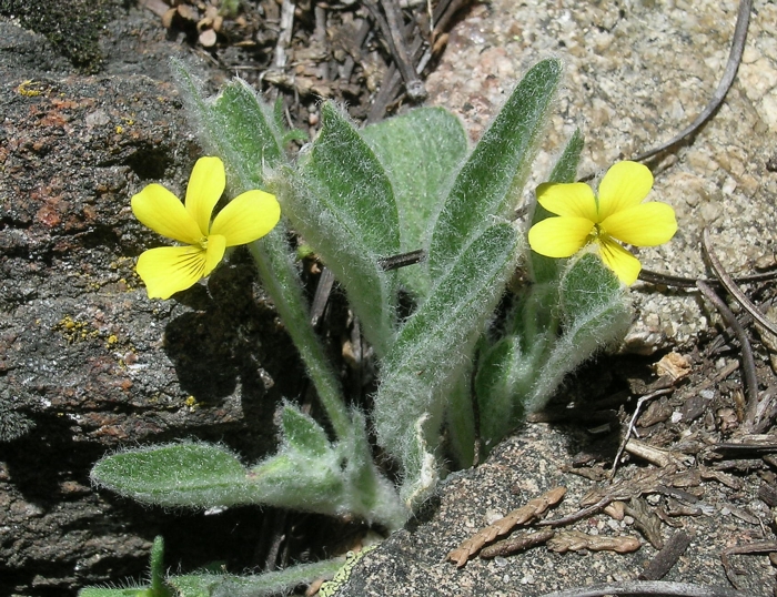 Viola tomentosa Viola tomentosa