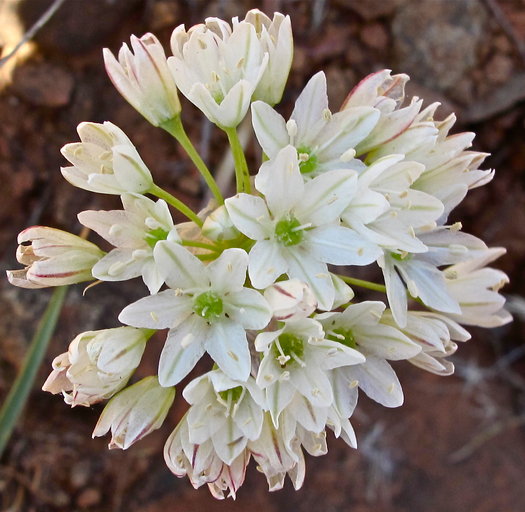Allium tuolumnense Allium tuolumnense
