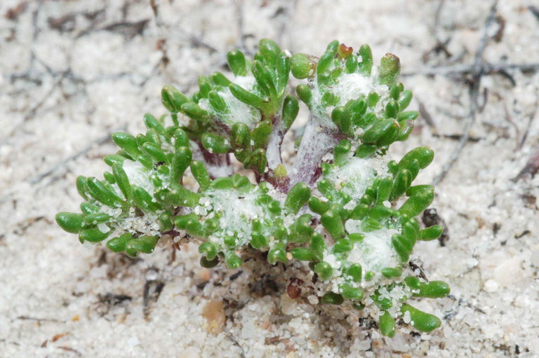 Eriophyllum multicaule