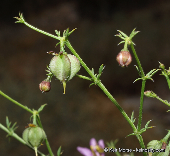 Fagonia laevis