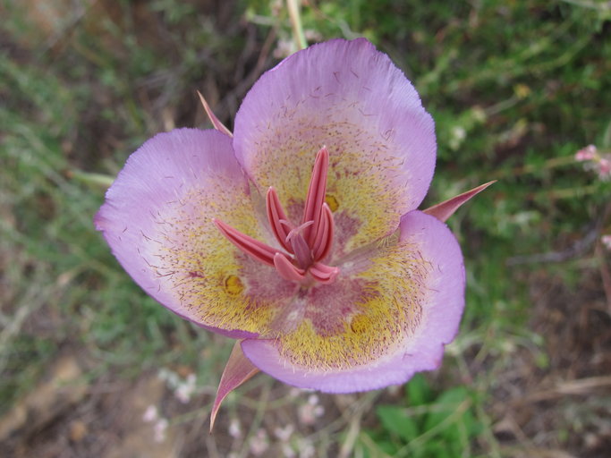 Calochortus plummerae Calochortus plummerae