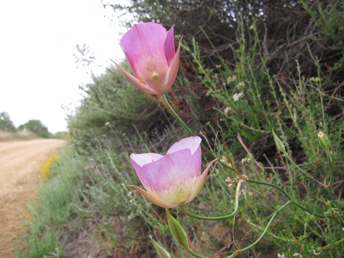 Calochortus plummerae Calochortus plummerae