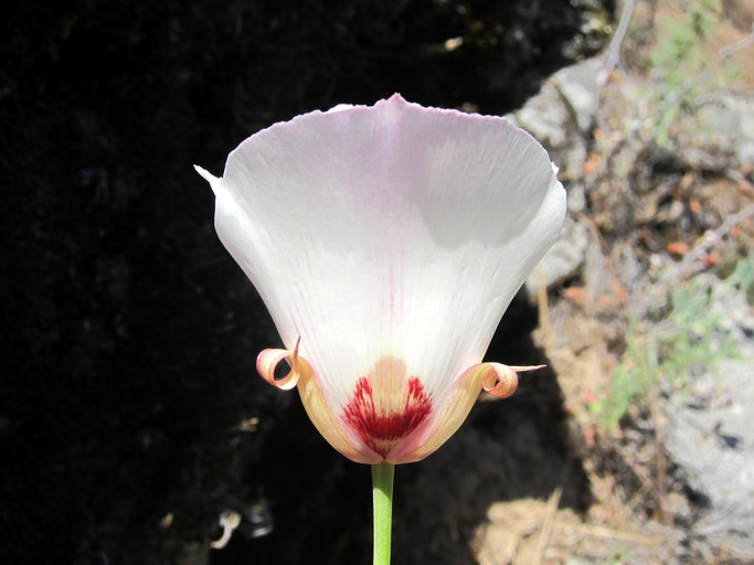 Calochortus simulans Calochortus simulans