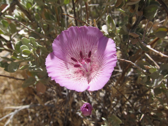 Calochortus striatus Calochortus striatus