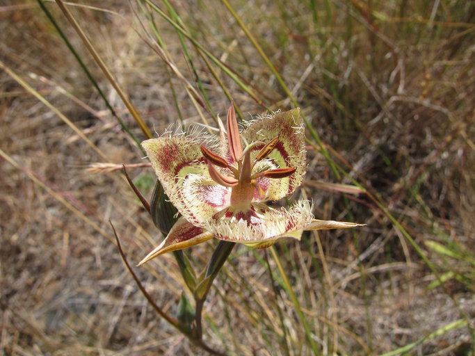Calochortus tiburonensis