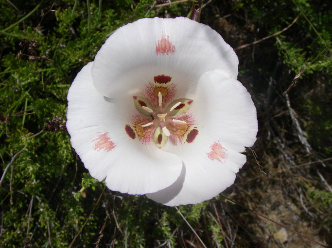 Calochortus venustus