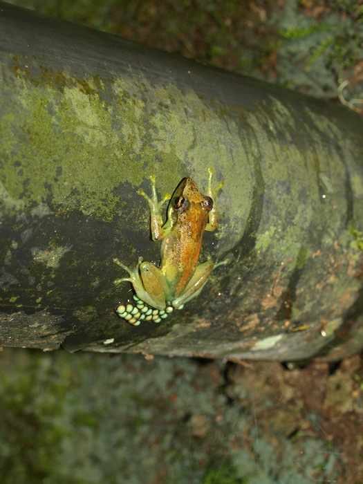 Guibemantis liber Guibemantis liber