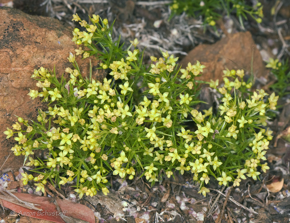 Galium andrewsii Galium andrewsii